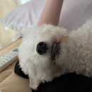 상어네 간식 이미지