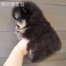 해피펫클럽 이미지