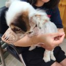 아라종합동물병원 이미지