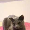 캐터리엔(cattery-n) 이미지