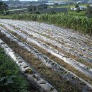 제1 농장 이미지