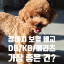 펫어디가 | 강아지 보험 비교 KB·DB·메리츠 직접 견적 내본 후기, 펫보험 어디가 좋을까?