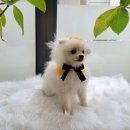 개. 이쁜날 이미지