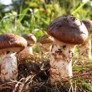 송이버벗 이미지