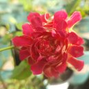 장미하우스 이미지