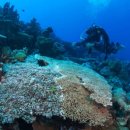 필리핀 세부섬 - 열대바다 산호초의 ‘하얀 비극’[박수현의 바닷속 풍경](25) 이미지