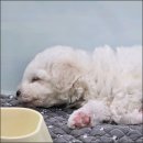 강아지분양 애견분양 퍼피플라워 하남점 | 하남강아지분양 강아지분양 애견분양 퍼피플라워 하남점 방문 전 필수 체크리스트와 예비 보호자를 위한...