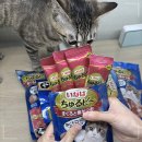 고양이 | 이나바 츄르비, 뜯자마자 흡입한 고양이 간식 후기