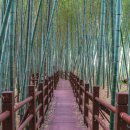 대나무숲길 이미지