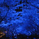 포스코 단지 내에 있는 벚꽃 길~~~ 밤에 엘이디 조명이 비추어주니 이런 환상적인 ..^*^ 이미지