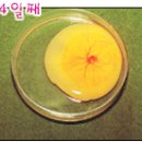 새실산업 Daum카페