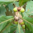 소리나무 이미지