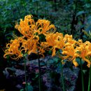 관음사입구 이미지