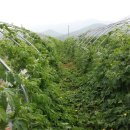 땅끝농장 이미지