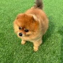 제제네 멍치원 이미지