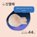 코지드림