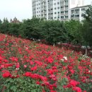 陶唐薔薇公園(도당장미공원) 이미지