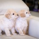 핫도그 애견 이미지