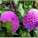 바위솔민박 이미지