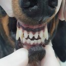 루원하이동물병원 이미지