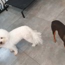 리틀마이펫 이미지