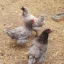 품속농장 이미지