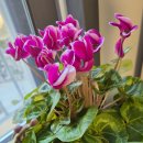 소소한 행복 초록일기 이미지