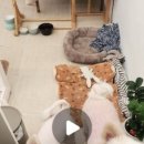 타이니멀_TINYMAL