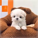 옥정강아지 이미지