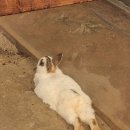 나눔염소농장 이미지