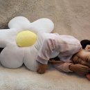 플레시피