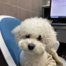 더조은 동물의료센터 이미지