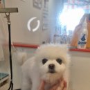 이쁘개왈왈 이미지