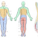 Dermatome 이미지