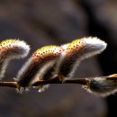 분홍강아지 이미지