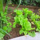 효수농장 이미지