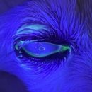 아이편한 동물의료센터 이미지