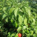 월남농장 이미지