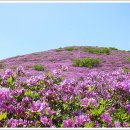 대전 나눔산악회 번개산행 보성 일림산 철쭉산행(녹차밭) 이미지