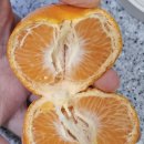 과즙팡팡 | 캘리포니아 만다린 귤 후기, 과즙 팡팡 신선해서 재구매 예정임 ㅎㅎ