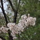 지에스25 답십리센터점 | 벚꽃 구경과 맛있는 먹거리ㅣ3월 말부터 4월 초 2주 간의 봄 일상