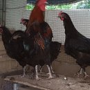 장수오골계 이미지