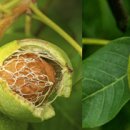 호두나무집 이미지