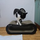 네꼬모리 | 펫테리어 네꼬모리 고양이 대형 소파형 스크래쳐 반응 굿!