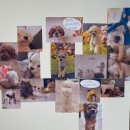 인생개컷 이미지