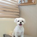 신반포동물병원 이미지