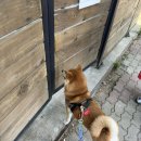 퍼피앤 | 피플앤퍼피(강아지 호텔링)후기