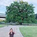 하리교 밑 은행나무 | 인천대공원 베이커리카페 분아뜰리에, 만의골 은행나무 카페 아기랑 키즈룸