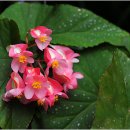 관엽베고니아(Rex begonia) 이미지