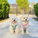 꽃마루 | 인천 강아지 운동장 추천｜계양 꽃마루 반려견 놀이터 무료 이용 후기